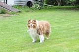 Kodiak