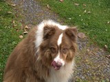 Kodiak tongue