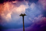 Osprey Gouldsboro Interstate 380