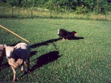 Sheep