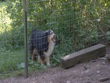 Herding