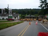 hillside farm cows