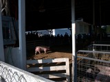 pig